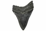 Fossil Megalodon Tooth - South Carolina #346185-1